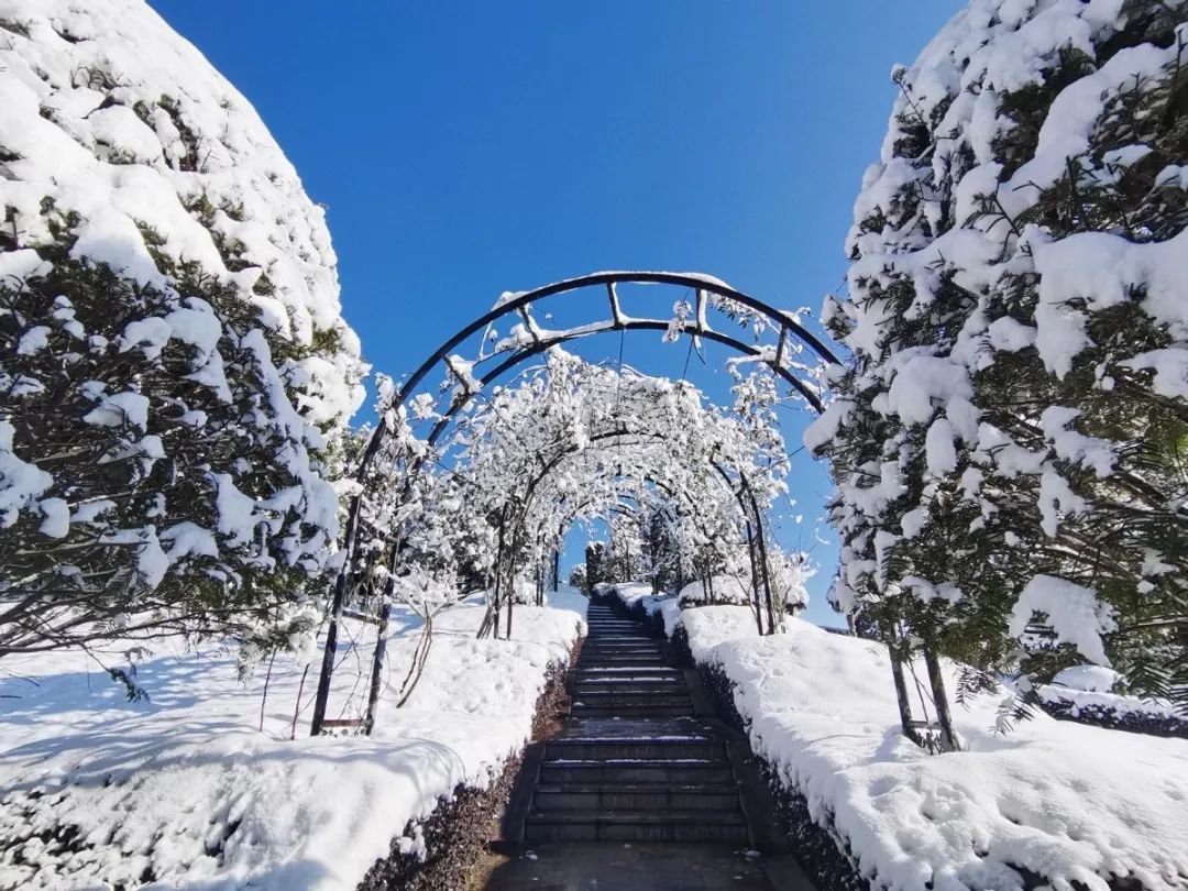 雪落玉龙，三冬含暖。